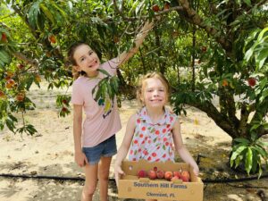 Two girls picking peaches in Central Florida.